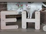 « Homycat », des accessoires design pour votre chat