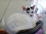 La bulle transparente, un nouvel accessoire pour chat qui pourrait faire des envieux