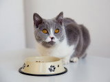 Un chat gris et blanc assis devant sa gamelle de croquettes