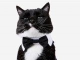 10 accessoires et vêtements pour donner un look de star à son chat