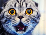Image drôle d'un chat avec un air effrayé
