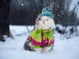 Un chat blanc bien vêtu assis dans la neige