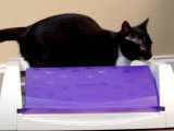 Des inventions surprenantes pour son chat ou son chien