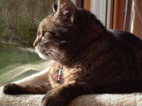 Quel collier choisir pour son chat ?