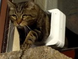 Comment convaincre son chat d'utiliser la chatière