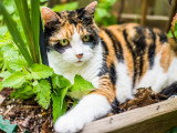 Un chat calico allongé à côté d'herbe à chat