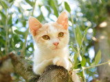 Un jeune chat installé sur une branche d'olivier