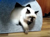Une cabane cosy pour ce Sacré de Birmanie