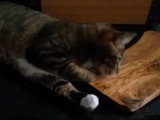 Les effets du bois d'olivier sur un chat