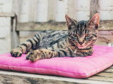 Coussin pour chat : comment bien le choisir et l'utiliser ?