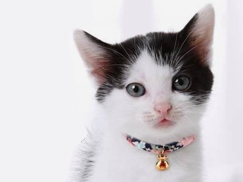 La clochette pour chat