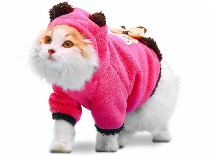 Le manteau pour chat
