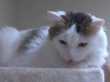 Le Spa Paws Hotel, hôtel de luxe pour chats au Texas (États-Unis)