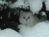 Un chat British Longhair découvre la neige