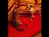 Bagarre pour jouer entre un chat et un chien