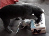 Un chat cherche à attraper une souris dans une boîte