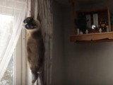 Un chat Snowshoe grimpe sur un rideau
