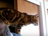 Comment amuser un Bengal avec des jouets