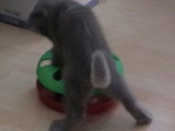 Moment de jeu pour un Nebelung