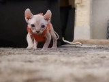 Des moments de vie de chatons Elf