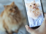 Une maitresse prenant son chat roux en photo