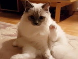 Le quotidien d'un chaton Ragdoll