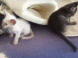 Des chatons Mandarins et Balinais jouent ensemble