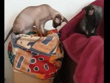 Trois Levkoy Ukrainien s'amusent avec un carton