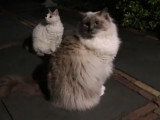 Un Lambkin et un Ragdoll s'amusent en pleine nuit
