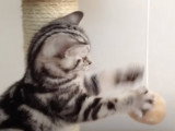 Grand moment de jeu dans l'arbre à chat pour ce British Shorthair