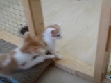 Une fratrie de chatons Anatolie très complice
