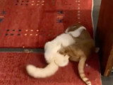 Une bagarre intense entre ces chats Anatoli