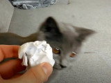 Ce Chartreux rapporte la balle comme un chien