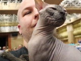 Un chaton Donskoy qui joue avec une branche