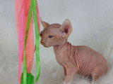 Un chaton Elf-Cat joue avec un plumeau