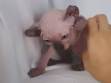 Un chaton Elf-Cat joue avec la main de son maître