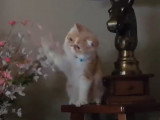 Un Foldex qui s'amuse avec des fleurs