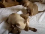 Des chatons Tonkinois qui se battent