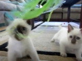 Des chatons Siamois jouent ensemble de manière complice