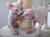 Deux chatons Sphynx jouent avec un pompon dans l'arbre à chat