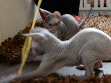 Des chatons Sphynx qui s'amusent avec un jouet