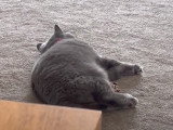Un British Shorthair joue avec une balle