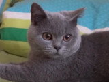 Un British Shorthair joue à plusieurs jeux