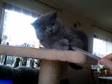 Un British Shorthair joue avec un stylo animé par son maitre