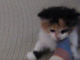 Un chaton Munchkin attaque le pied de son maitre