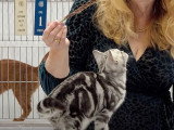 Un American Shorthair participe à une exposition féline