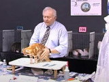 Un American Curl participe à une exposition féline