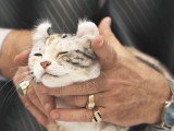 Un chat American Curl en train d'être examiné par un juge lors d'un concours de beauté