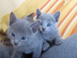Des chatons Bleu Russe jouent à la bagarre