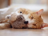 Un jeune chat joue avec un jouet sur le sol